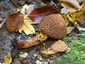 Tüskés tőkegomba (Pholiota squarrosa), Bakony